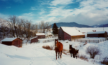 Life at the Blue Mountain Ranch